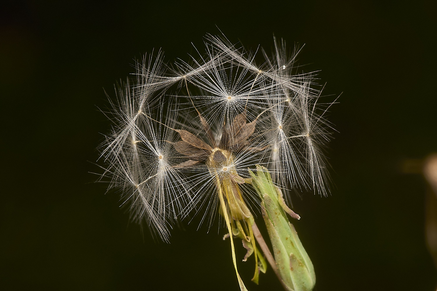 WymondhamPrickles070924-3