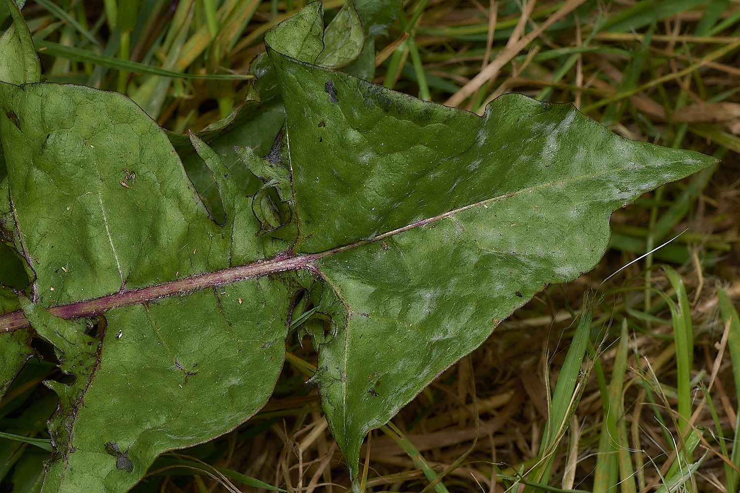 WymondhamTtrilobatium070924-2