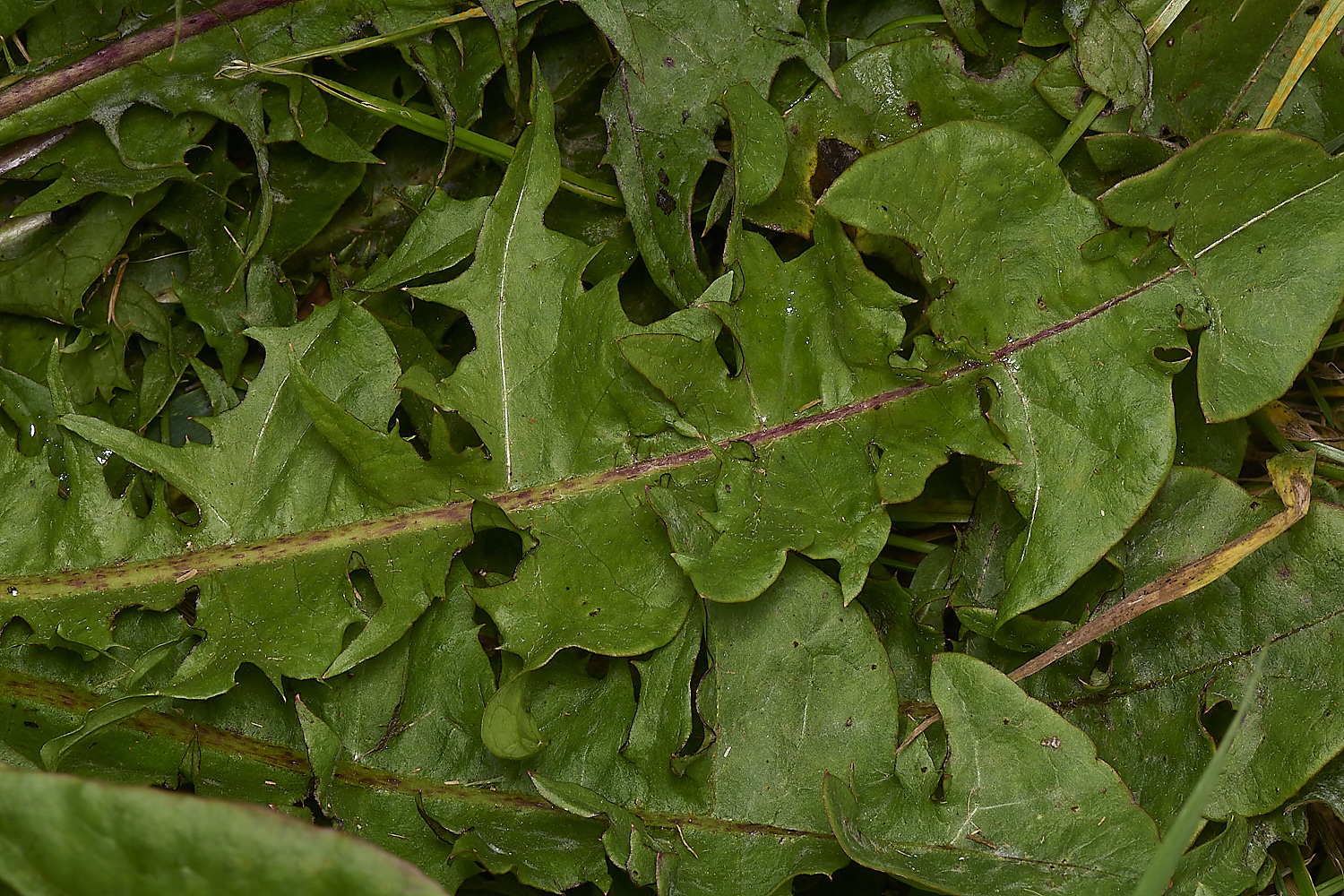 WymondhamTtrilobatium070924-3