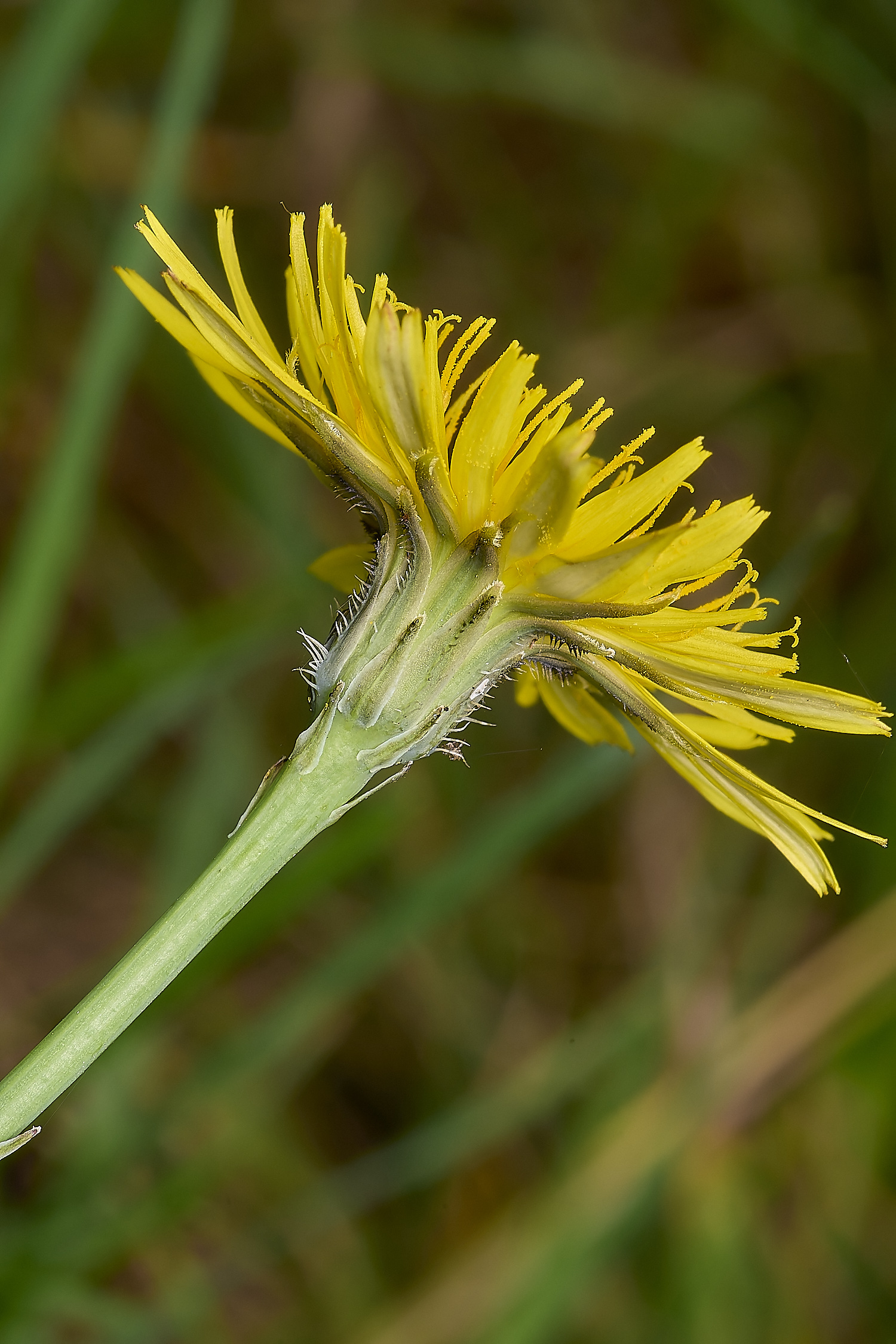 WymondhandHawkbit070924-1