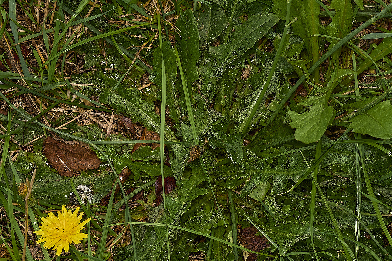 WymondhandHawkbit070924-2