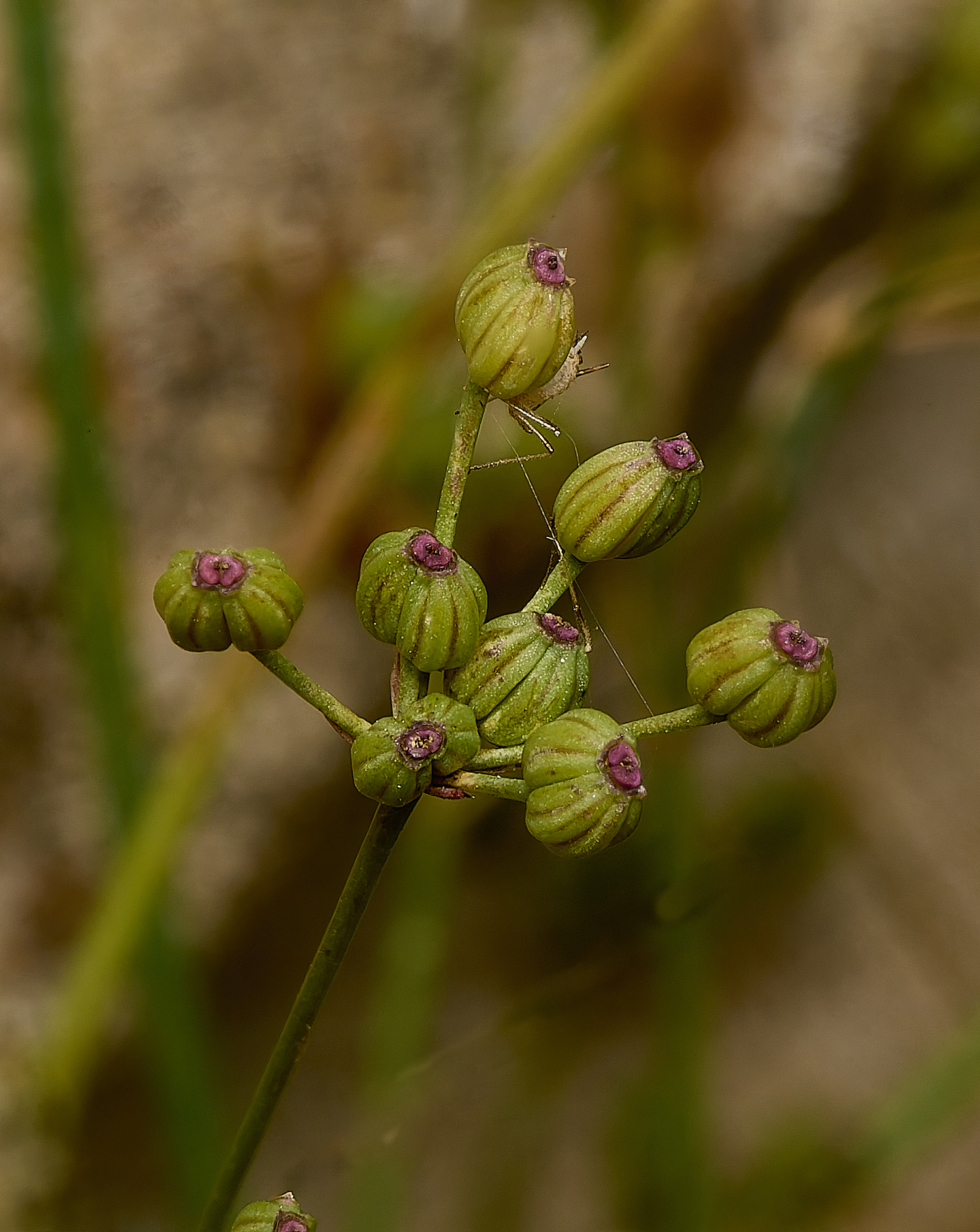 WymonhadCornParsley070924-3-NEF-