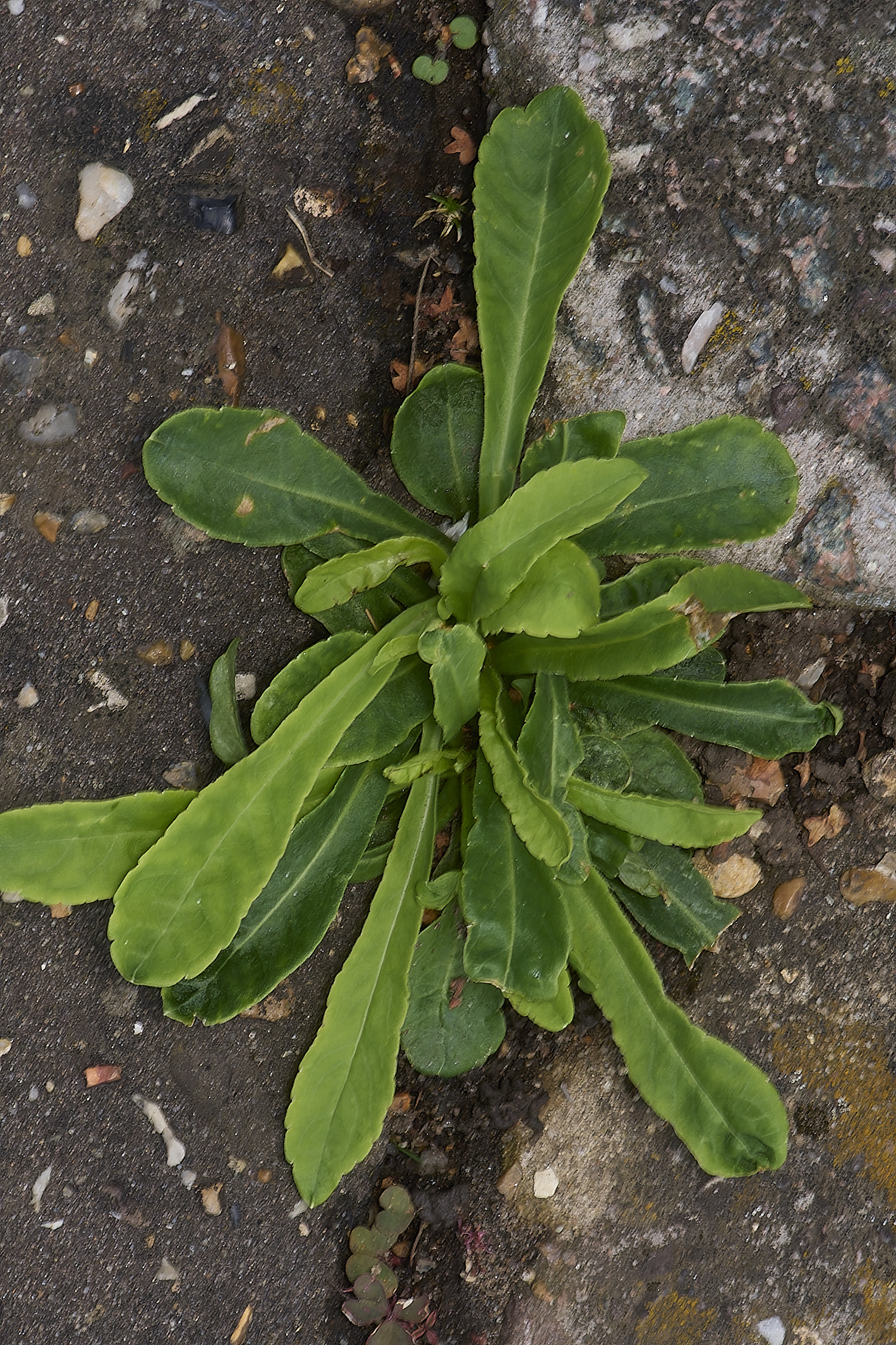 WymonhamCampanula070924-2