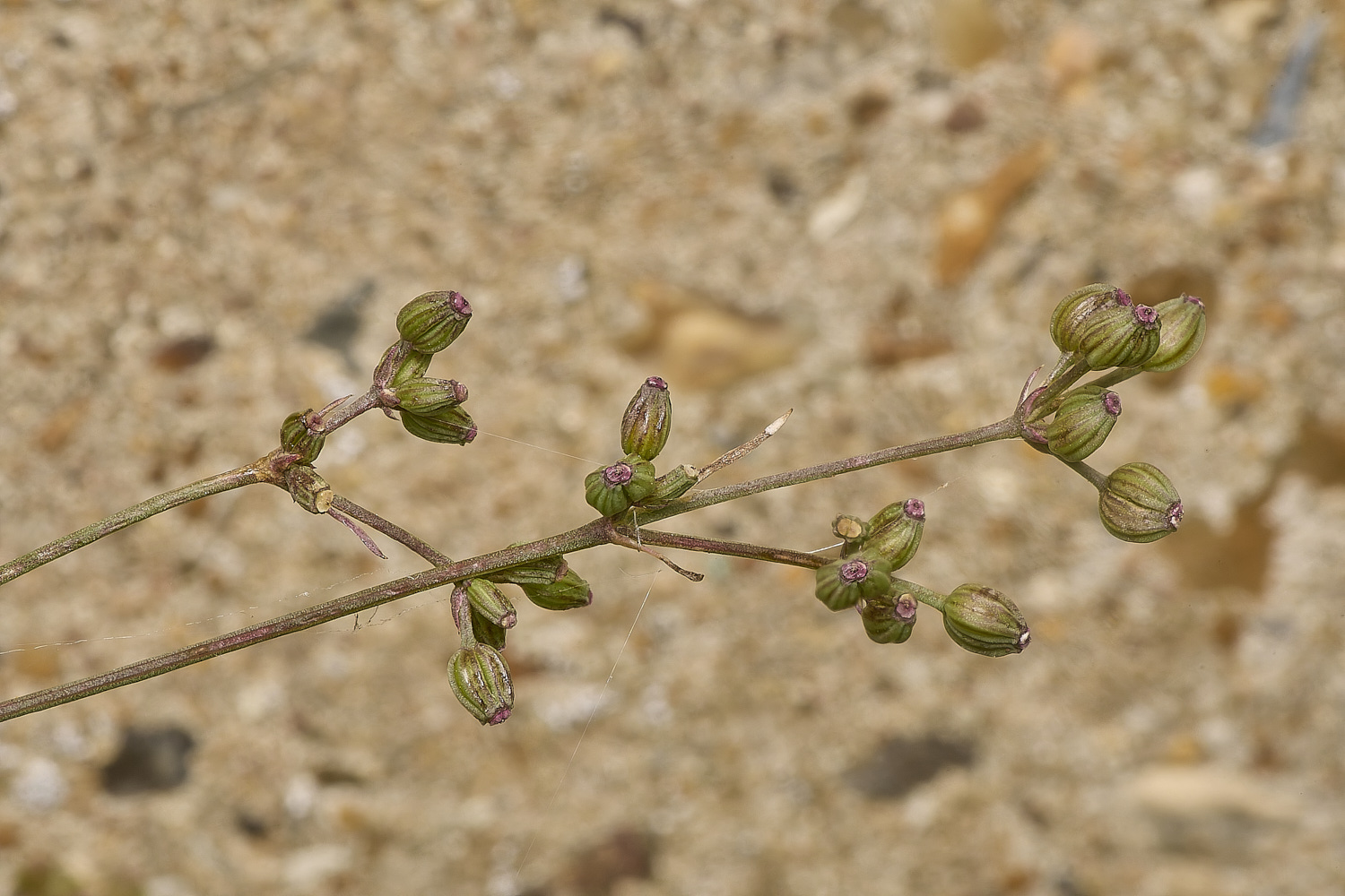 WymonhamCornParsley070924-1