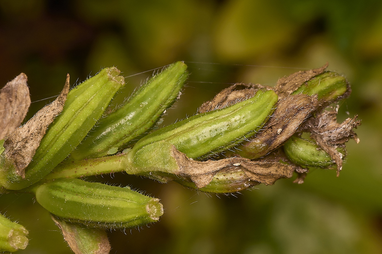 WymonhamEveningPrimrose070924-1