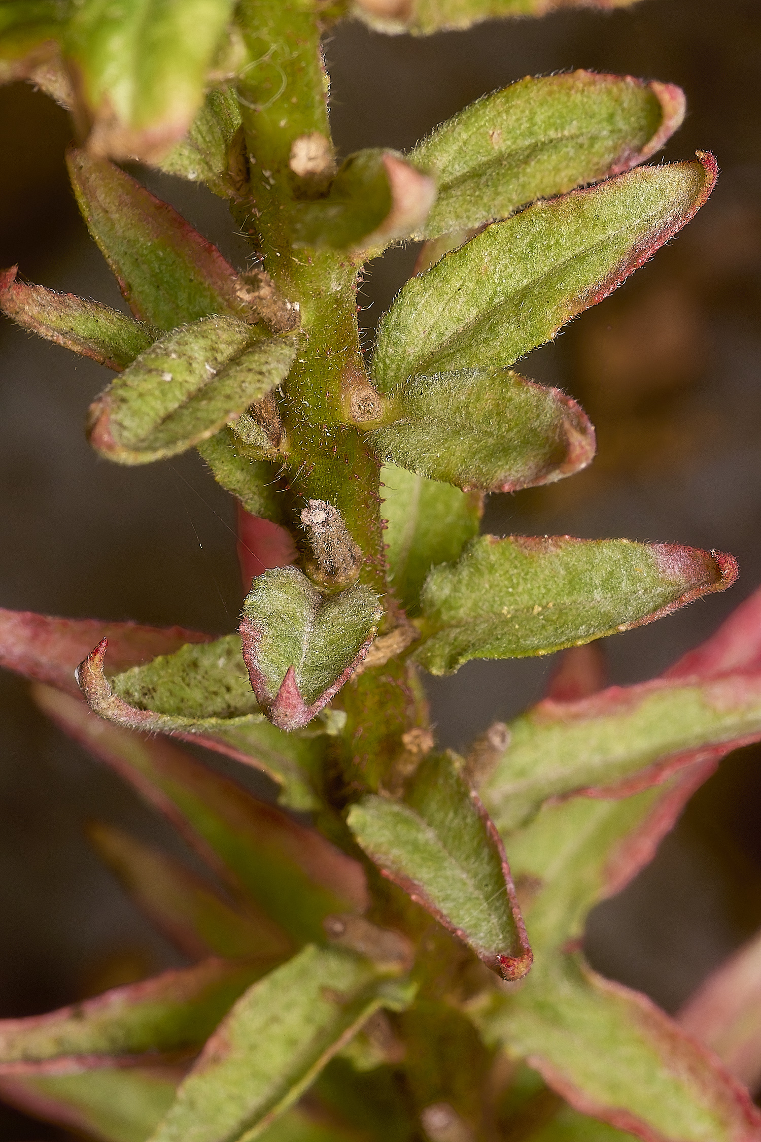 WymonhamEveningPrimrose070924-2