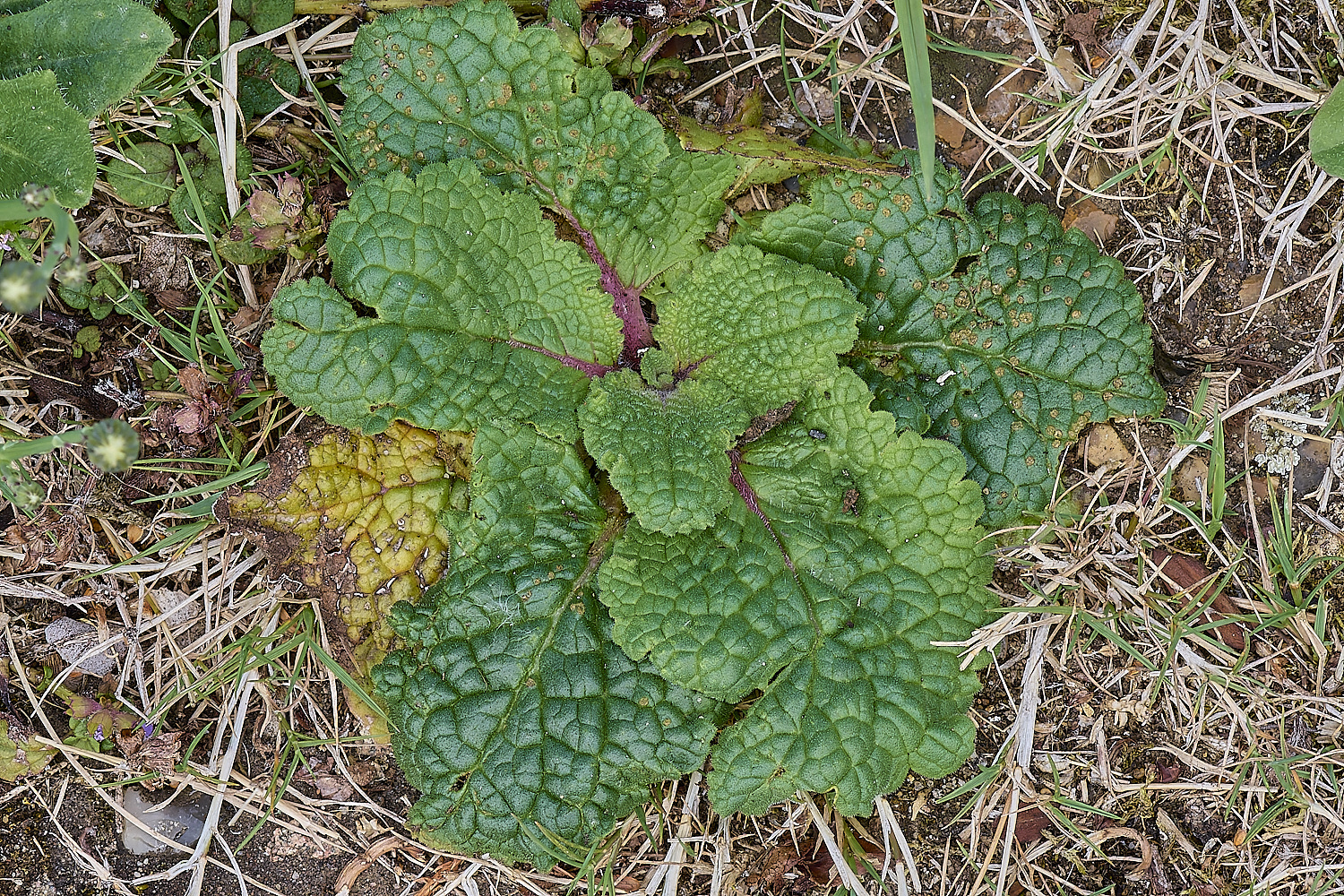 WymonhamMullein070924-2