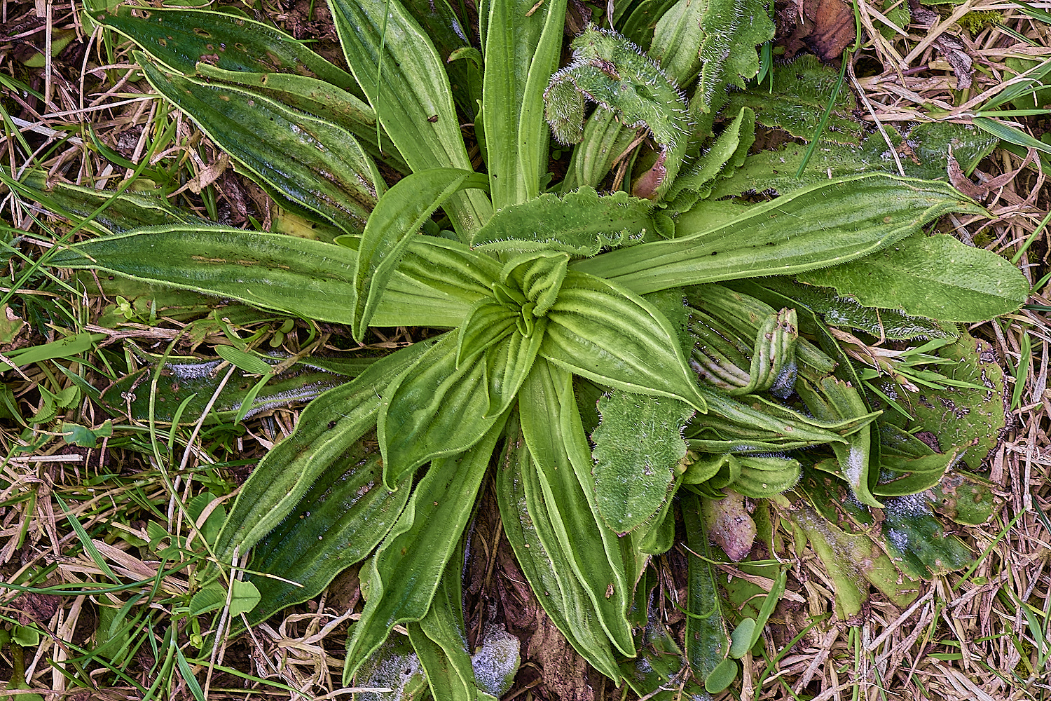 WymonhamPlanceolata070924-1